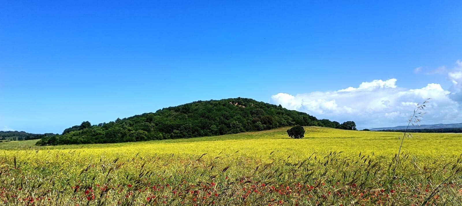 Macchia mediterranea e pineta dell'agricampeggio
